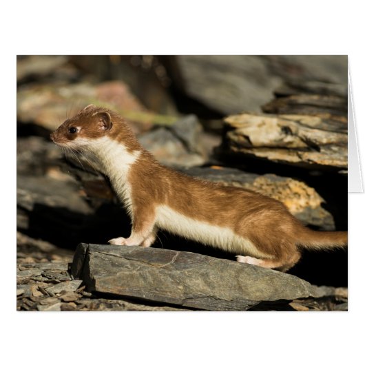 Hunting Weasel Cards (Front Horizontal)