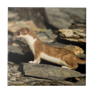 Hunting Weasel Ceramic Tile
