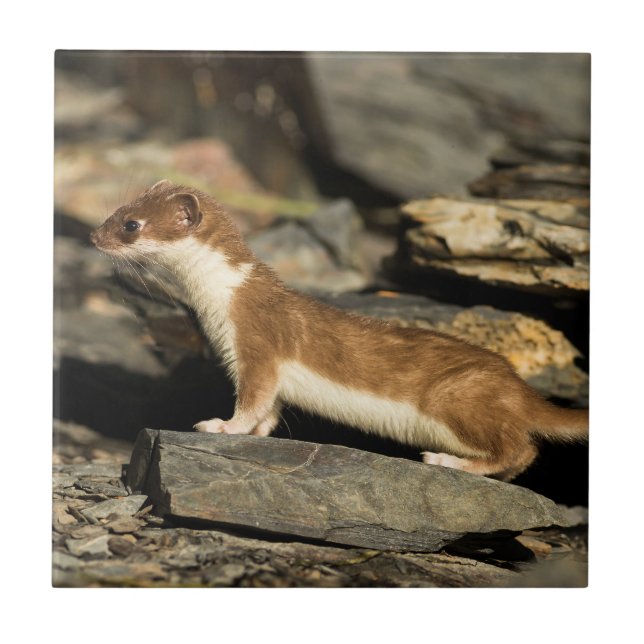 Hunting Weasel Ceramic Tile (Front)