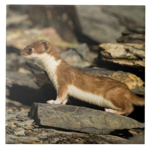 Hunting Weasel Ceramic Tile