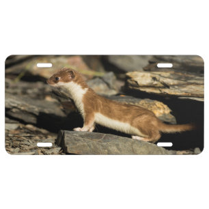 Hunting Weasel License Plate
