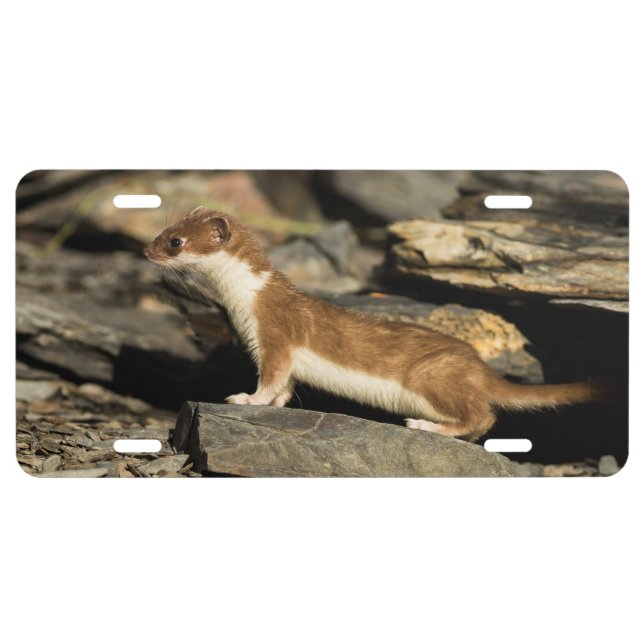 Hunting Weasel License Plate (Front)