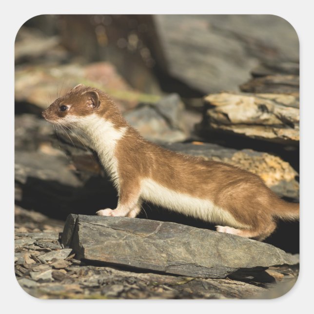 Hunting Weasel Square Sticker (Front)