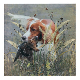 Hunting with Epagneul Breton Acrylic Print