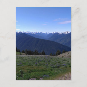 Hurricane Ridge - Olympic National Park Postcard