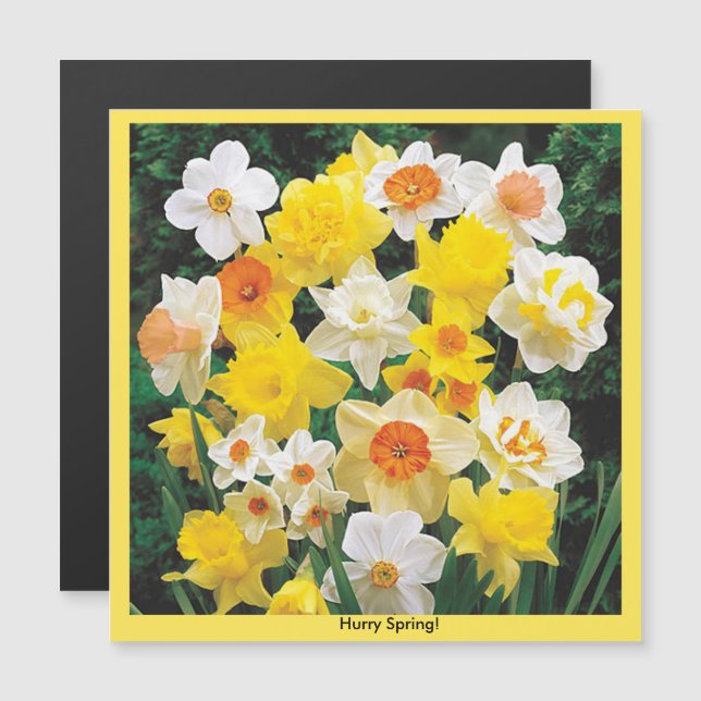 Hurry Spring Daffodil Refrigerator Magnet (Front/Back)