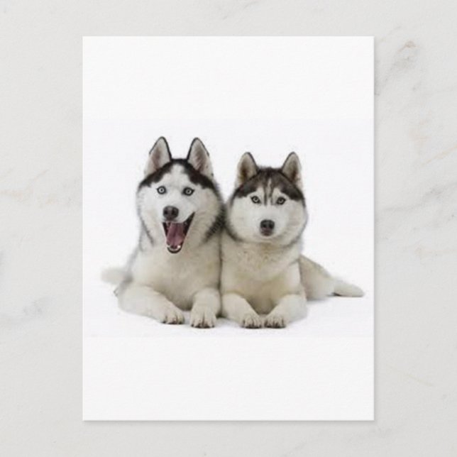 Huskies Postcard (Front)