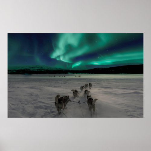 Huskies Under Green Aurora Borealis Norway Poster