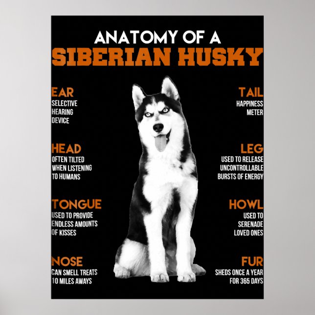 Husky | Anatomy Of Siberian Husky Dogs Poster (Front)