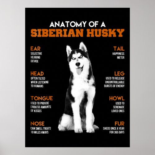 Husky  Anatomy Of Siberian Husky Dogs Poster