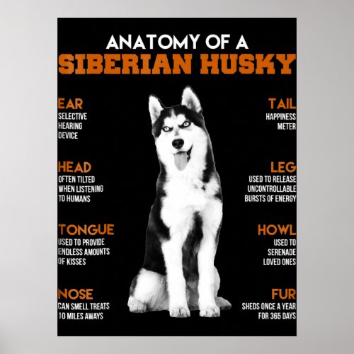 Husky  Anatomy Of Siberian Husky Dogs Poster