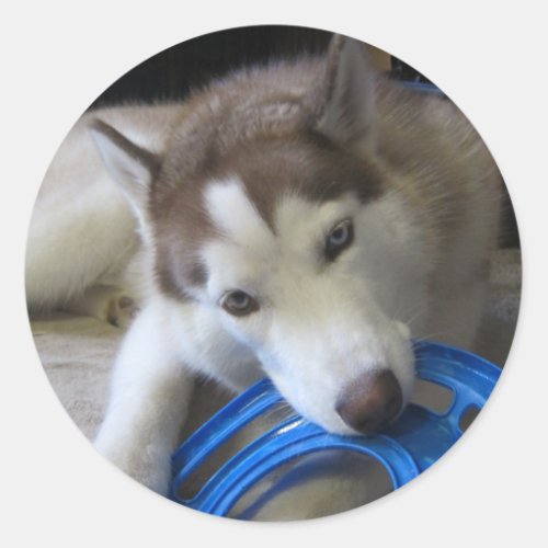 husky and the frisbee classic round sticker
