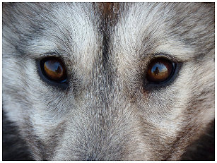wolf pup backpacks zazzle