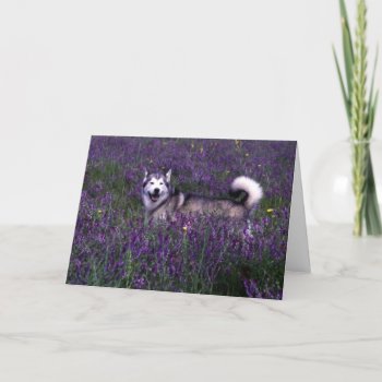 Husky Birthday Card by Artnmore at Zazzle