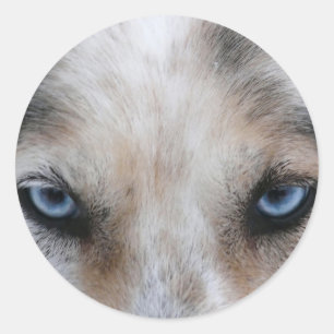 Husky blue eyes classic round sticker