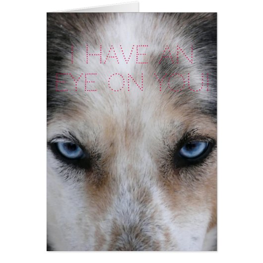 Husky blue eyes Eye on you love card (Front)