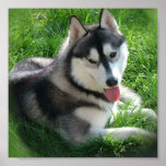 Husky Canvas Print