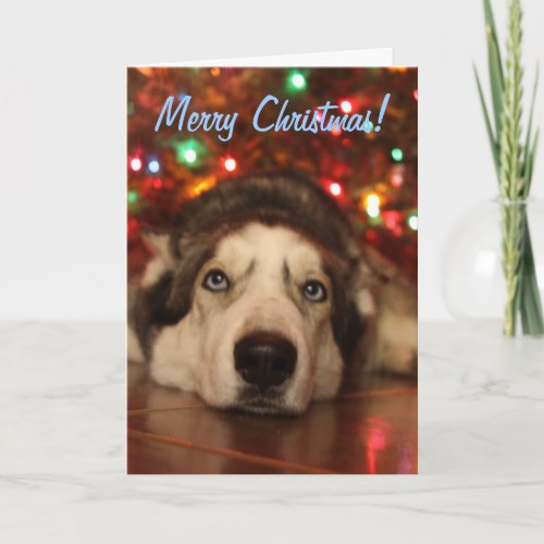 Husky Christmas Greeting Card