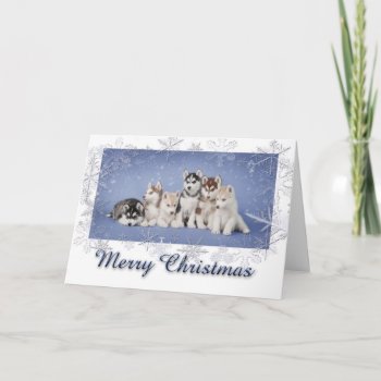 Husky Christmas Holiday Card by petsArt at Zazzle
