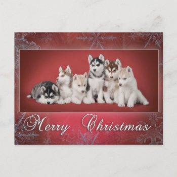 Husky Christmas Holiday Postcard by petsArt at Zazzle