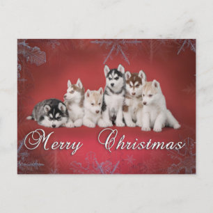 Husky christmas holiday postcard