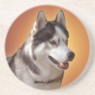 Husky Coaster Husky Malamute Sled Dog Coaster