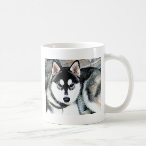 Husky Coffee Mug | Zazzle