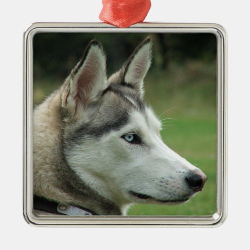 Husky dog beautiful photo portrait gift metal ornament