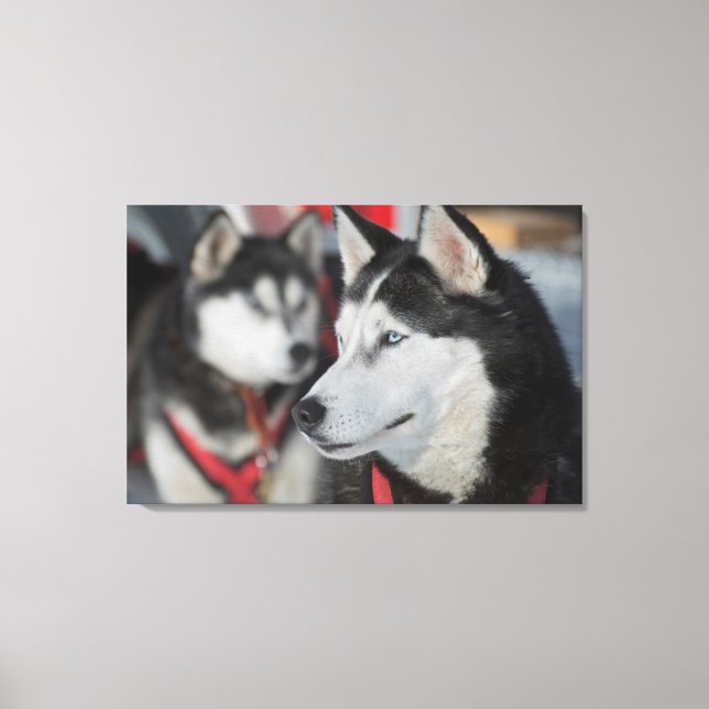 Husky dog before a race, Canada Canvas Print (Front)