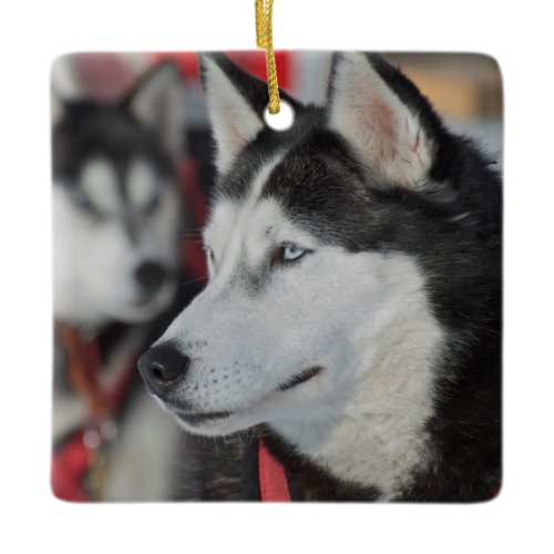 Husky dog before a race, Canada Ceramic Ornament