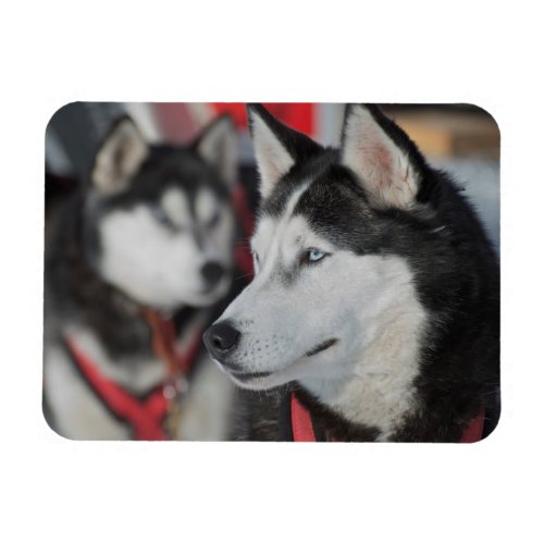 Husky dog before a race Canada Magnet