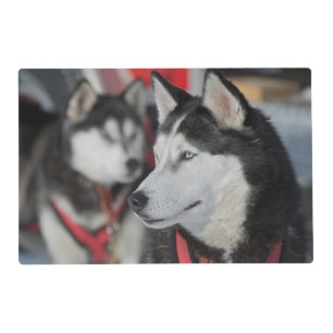 Husky dog before a race, Canada Placemat