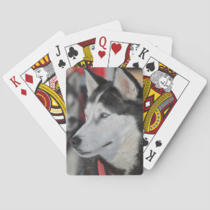 Husky dog before a race, Canada Poker Cards