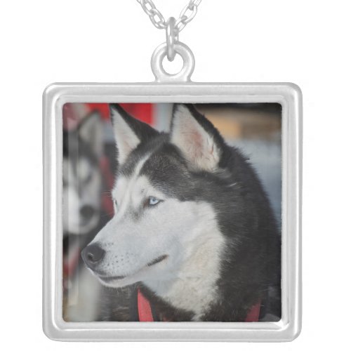 Husky dog before a race Canada Silver Plated Necklace