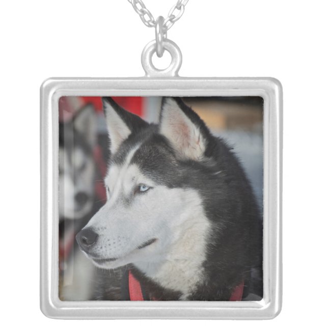 Husky dog before a race, Canada Silver Plated Necklace (Front)