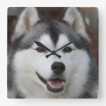 Husky Dog Clock