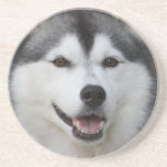 Husky Dog Coasters