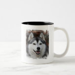 Husky Dog Coffee Mug