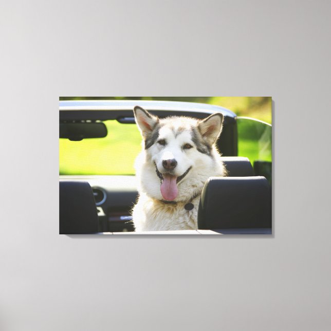 Husky dog from convertible canvas print (Front)