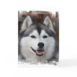 Husky Dog Greeting Card