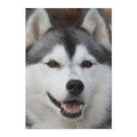 Husky Dog Invitation