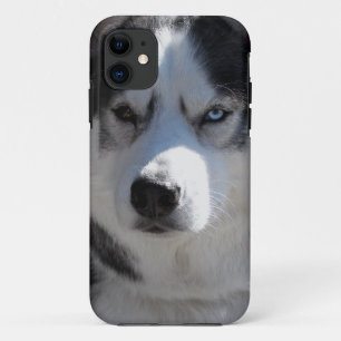 Husky Dog iPhone Cases Husky Malamute Cases
