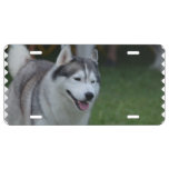 Husky Dog License Plate