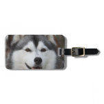 Husky Dog  Luggage Tag