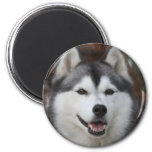 Husky Dog Magnet