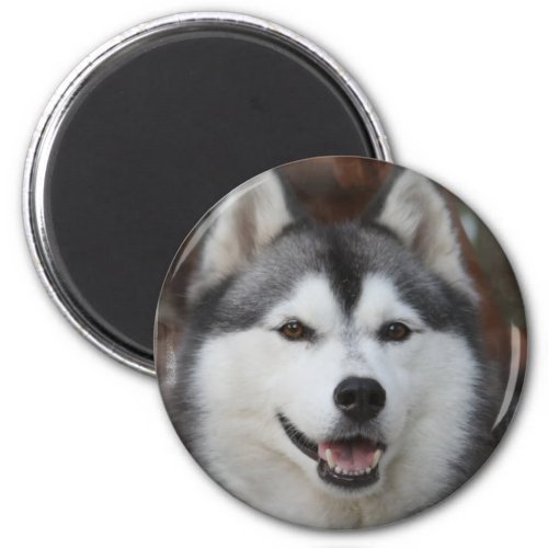 Husky Dog Magnet