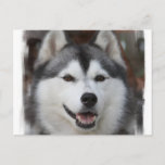 Husky Dog Postcard