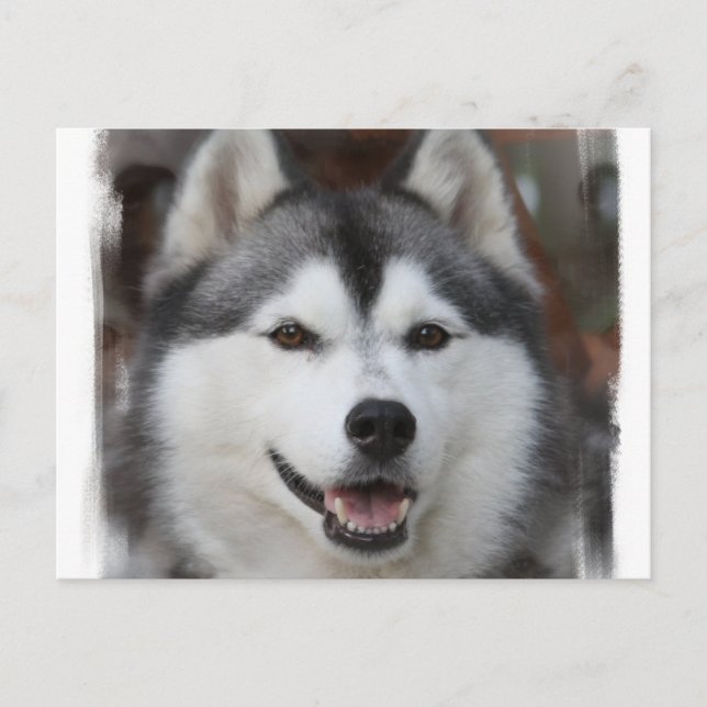 Husky Dog Postcard (Front)