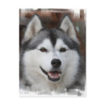 Husky Dog Postcard