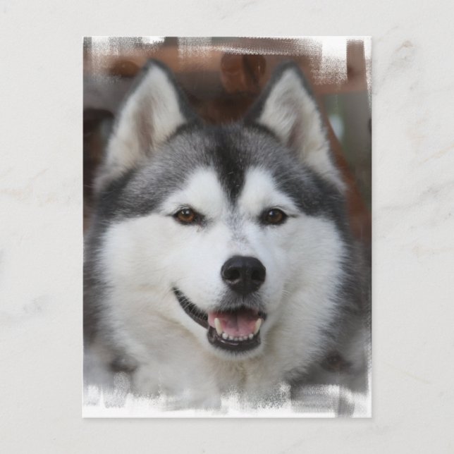 Husky Dog Postcard (Front)